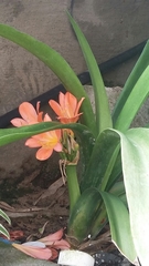 Clivia miniata miniata