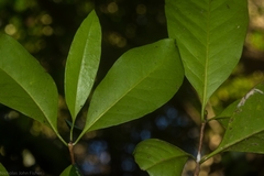 Triflorensia cameronii