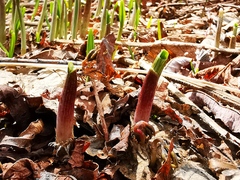 Allium ochotense