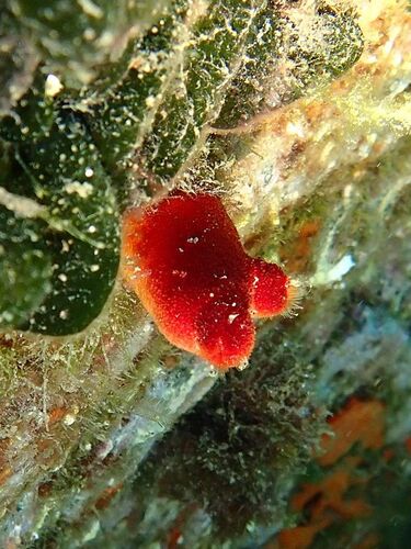 red sea squirt