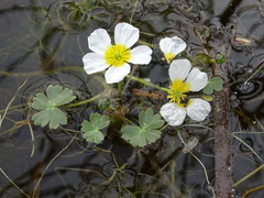 Ranunculus peltatus