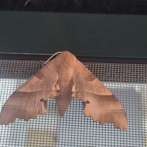 Oak Hawkmoth
