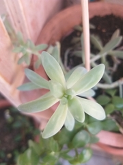 × Graptosedum