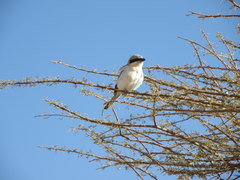 Lanius excubitor