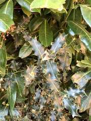 Ilex aquifolium