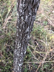 Acacia maidenii
