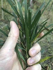 Acacia maidenii