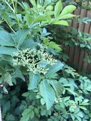 Sambucus nigra