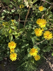 Doronicum