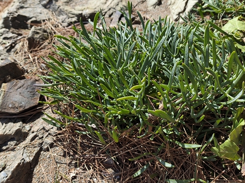 rock samphire