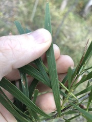 Acacia maidenii