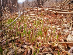 Allium ochotense