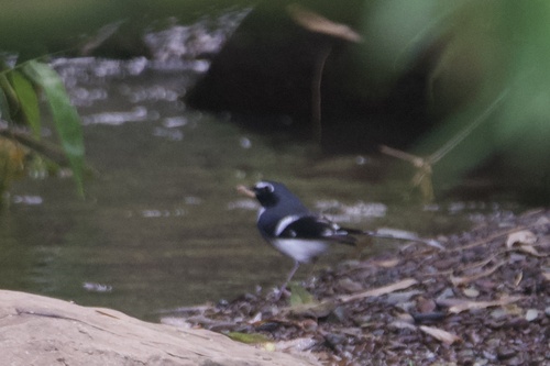 Slaty-backed Forktail