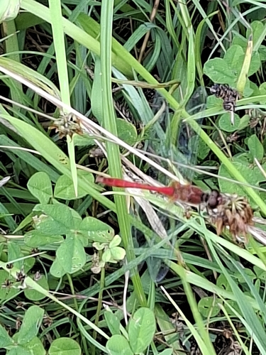 Ruddy Darter