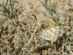 Pontia glauconome