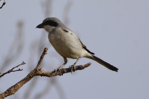 Great Gray Shrike