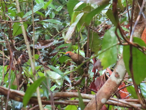 Fluffy-backed Tit-Babbler