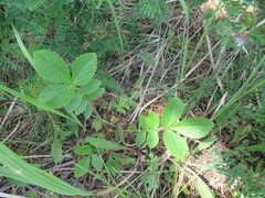 Potentilla fragarioides, photograph author not stated, no rights reserved