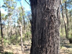 Lysicarpus angustifolius