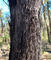 Lysicarpus angustifolius