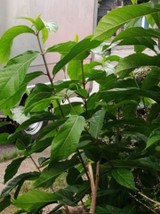 Ficus nota