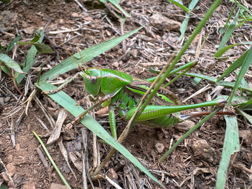Gampsocleis sedakovii obscura
