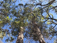 Lysicarpus angustifolius