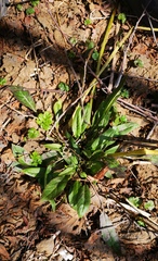 Saussurea pseudotilesii