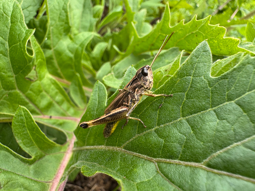 Chorthippus hammarstroemi