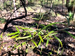 Lysicarpus angustifolius