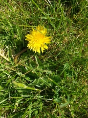 Taraxacum officinale
