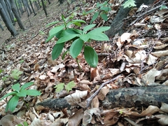 Lilium martagon