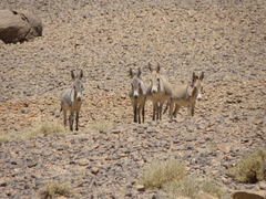 Equus asinus