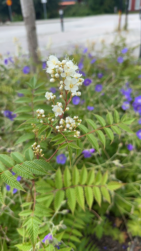 Sorbaria