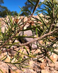 Lysicarpus angustifolius