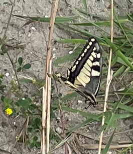 Old World Swallowtail