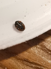 Scymnus rubromaculatus