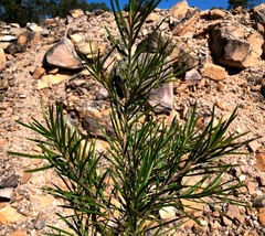 Lysicarpus angustifolius