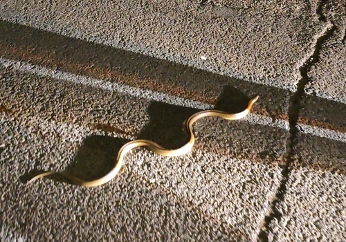 Ladder Snake