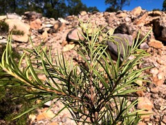 Lysicarpus angustifolius