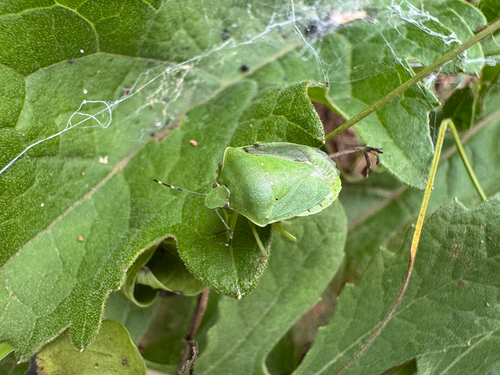 Antenna Green Vegetable Bug