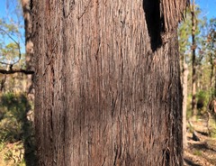 Lysicarpus angustifolius