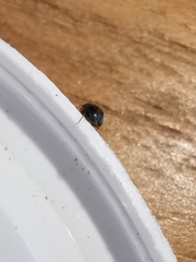 Scymnus rubromaculatus