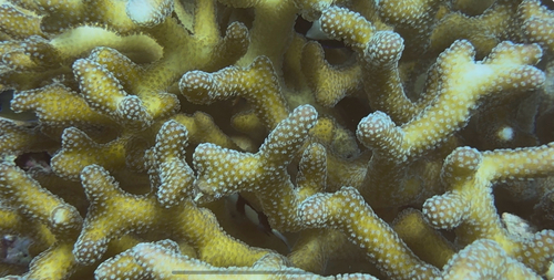 Stylophora pistillata observed 2026-07-04