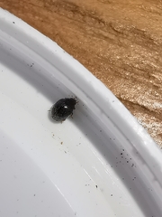 Scymnus rubromaculatus