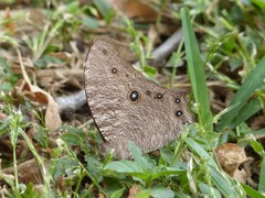 Melanitis leda