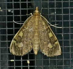Anania plectilis
