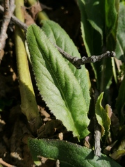 Saussurea pseudotilesii