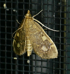 Anania plectilis