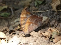 Melanitis leda